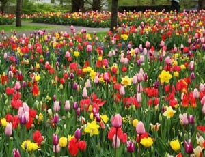 pink yellow and red tulips thumbnail