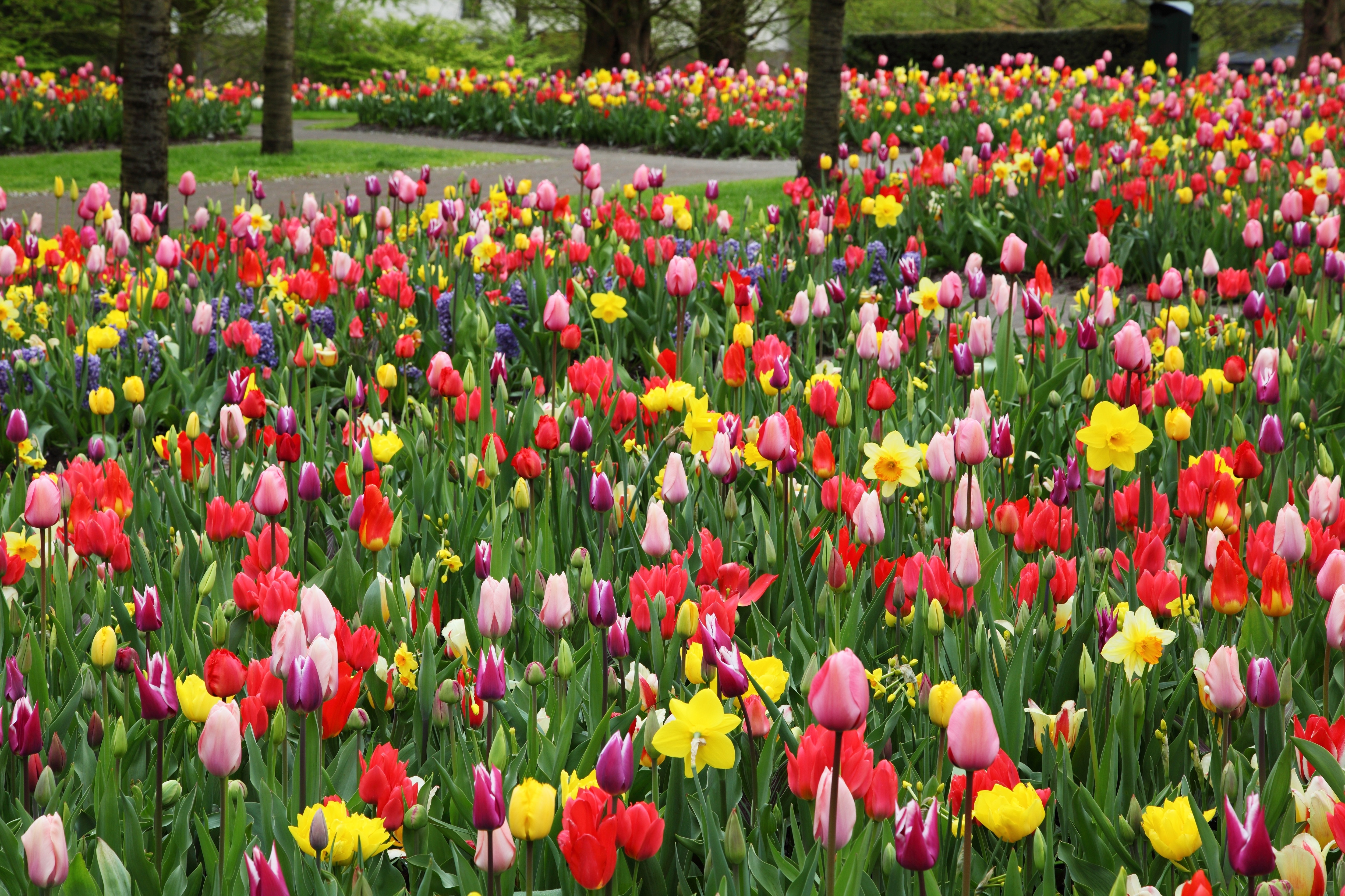 pink yellow and red tulips
