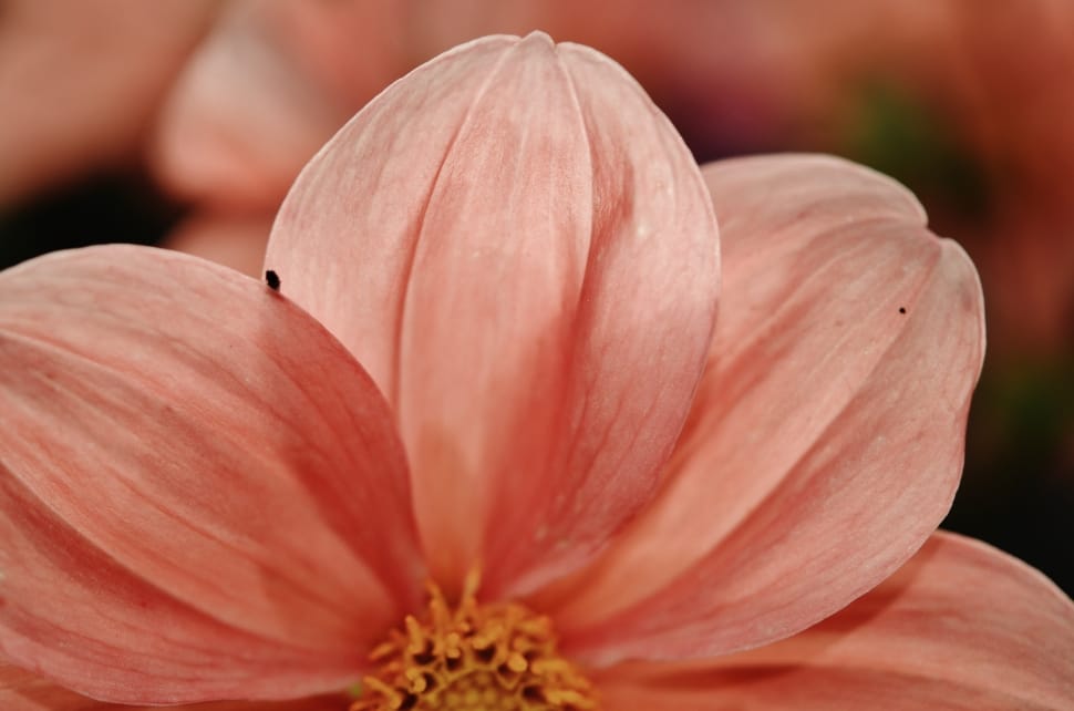 pink cosmos flower preview