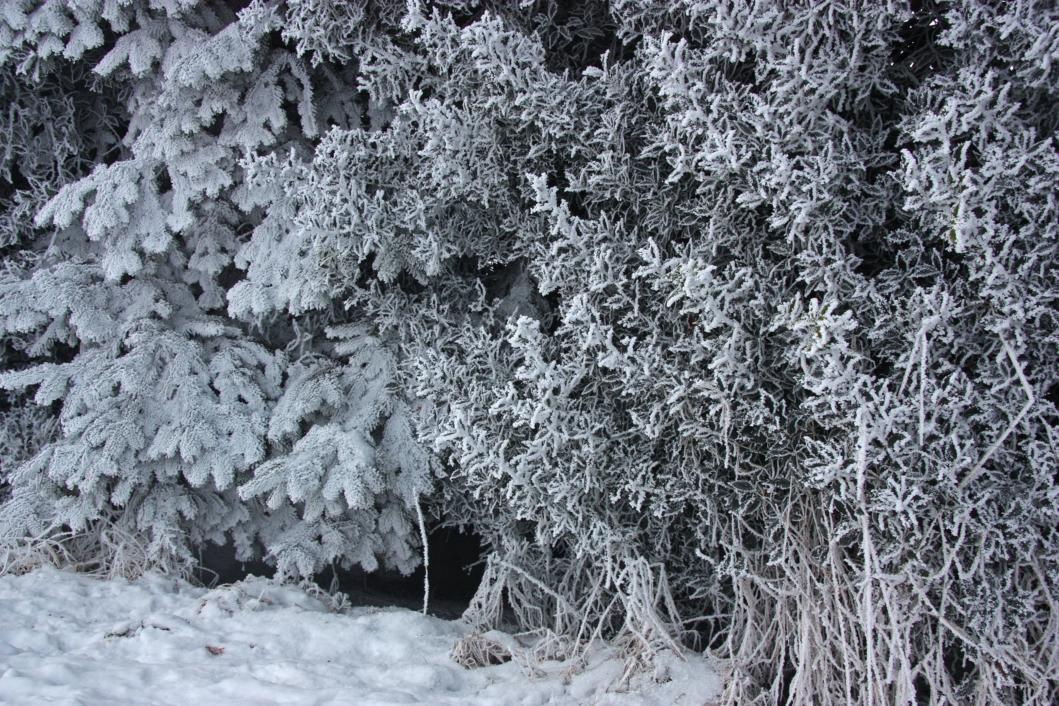snow leaf tree