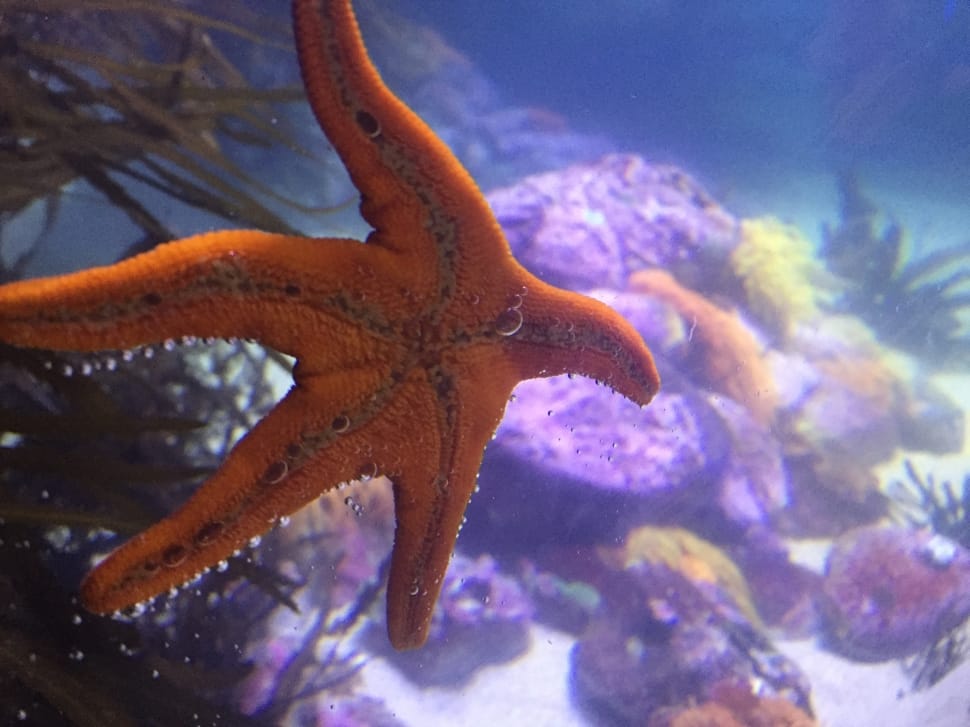 orange starfish preview