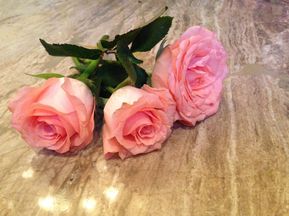 3 pink roses preview