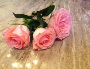 3 pink roses thumbnail