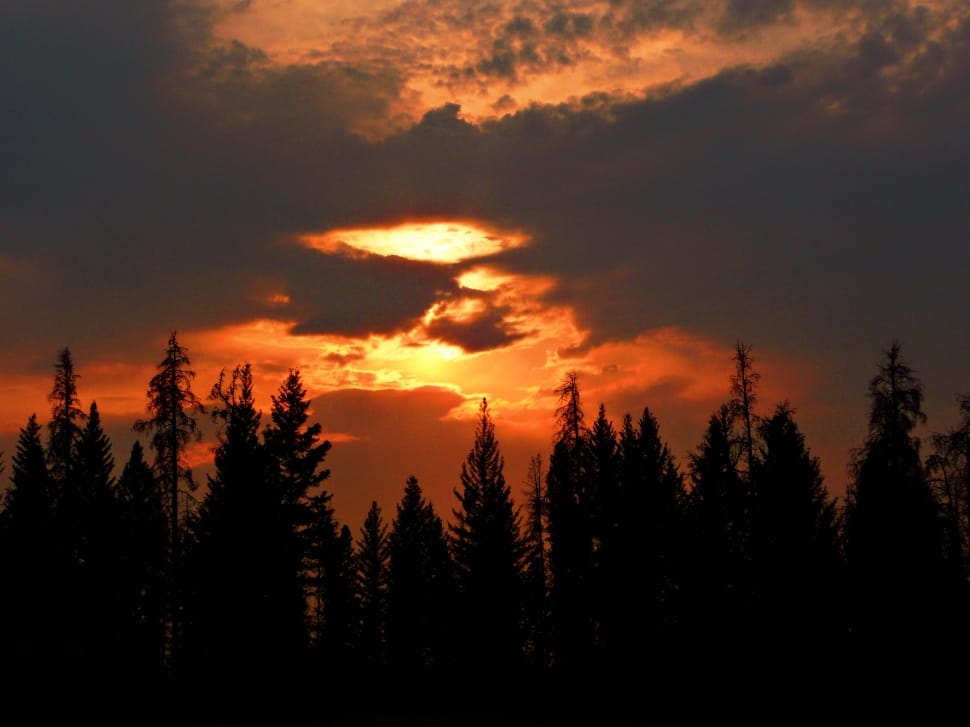 silhouette of trees preview