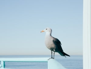 grey gull perched on teal metal railing thumbnail