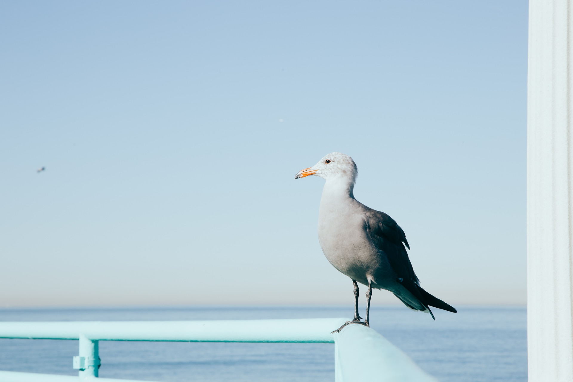 grey gull perched on teal metal railing
