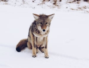 beige fox sitting on snowfield thumbnail