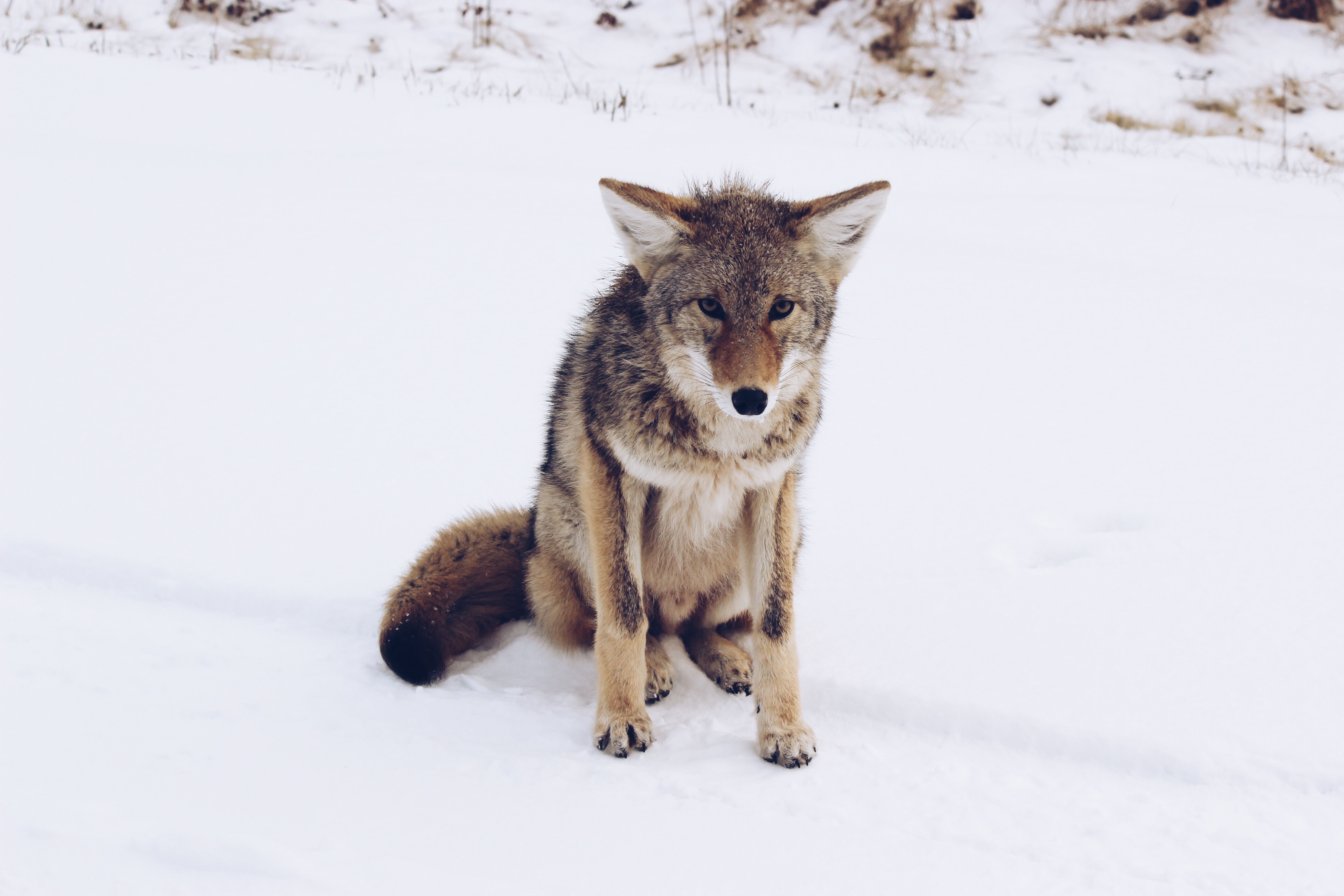 beige fox sitting on snowfield