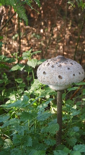 white and gray mushroom thumbnail