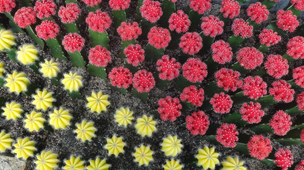 green pink and yellow cactus plant preview