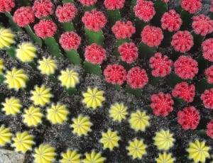 green pink and yellow cactus plant thumbnail