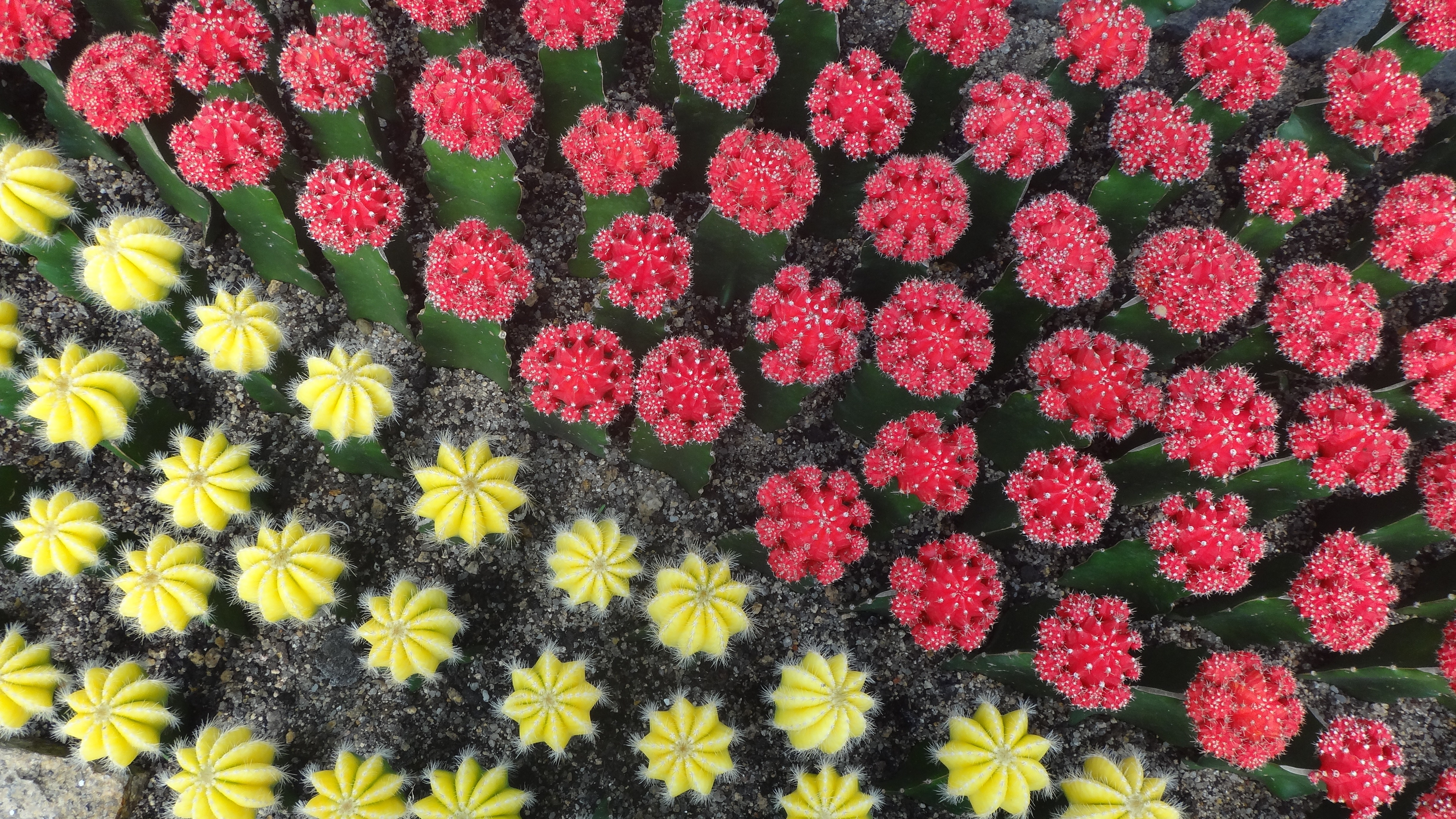 green pink and yellow cactus plant