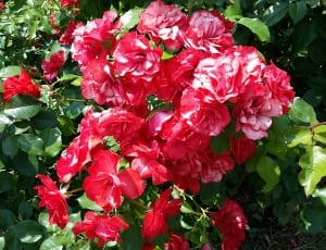 red hibiscus thumbnail