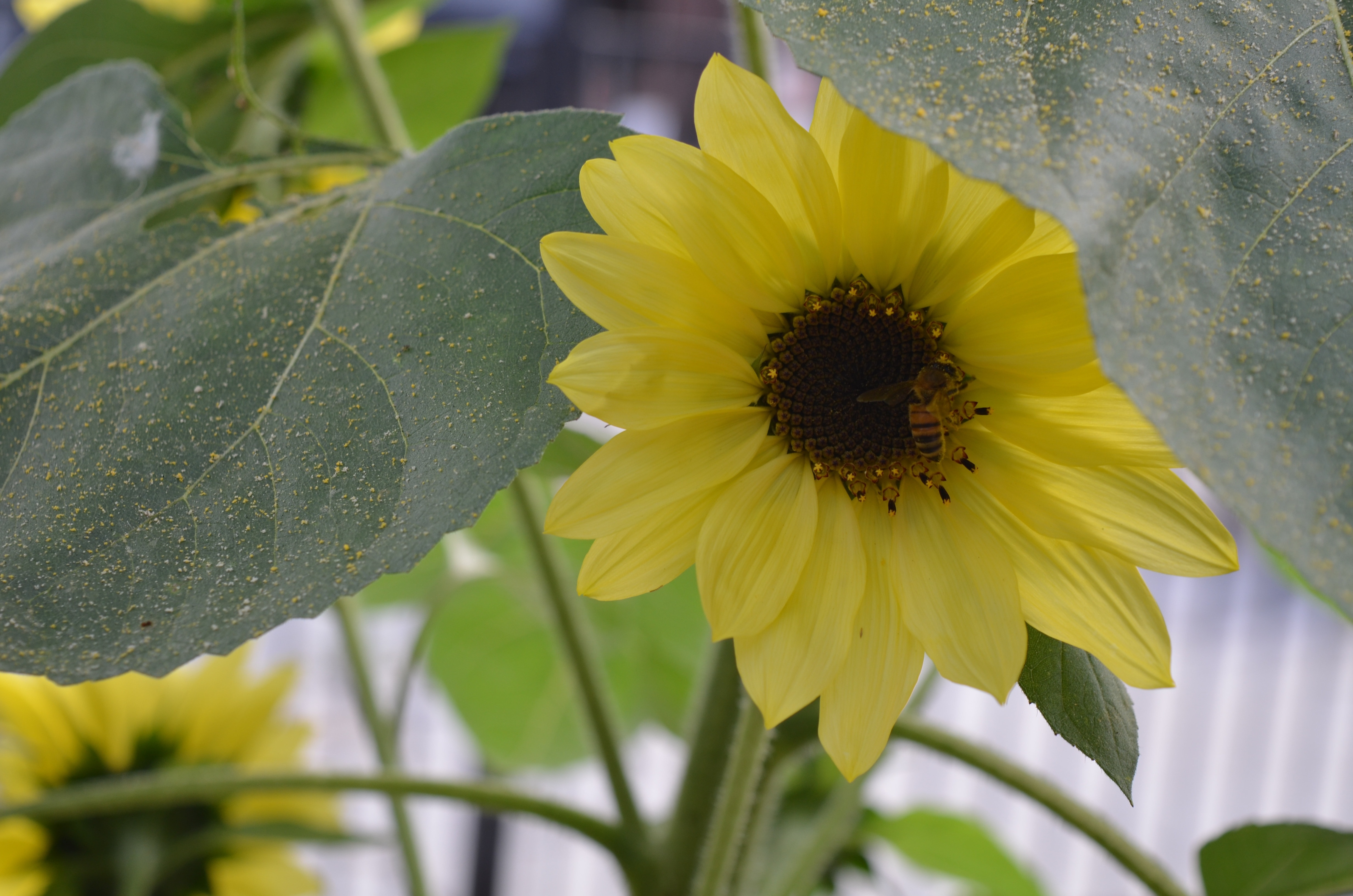 Sunflower, Garden, Yellow, Summer, flower, fragility