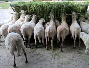 herd of goat thumbnail