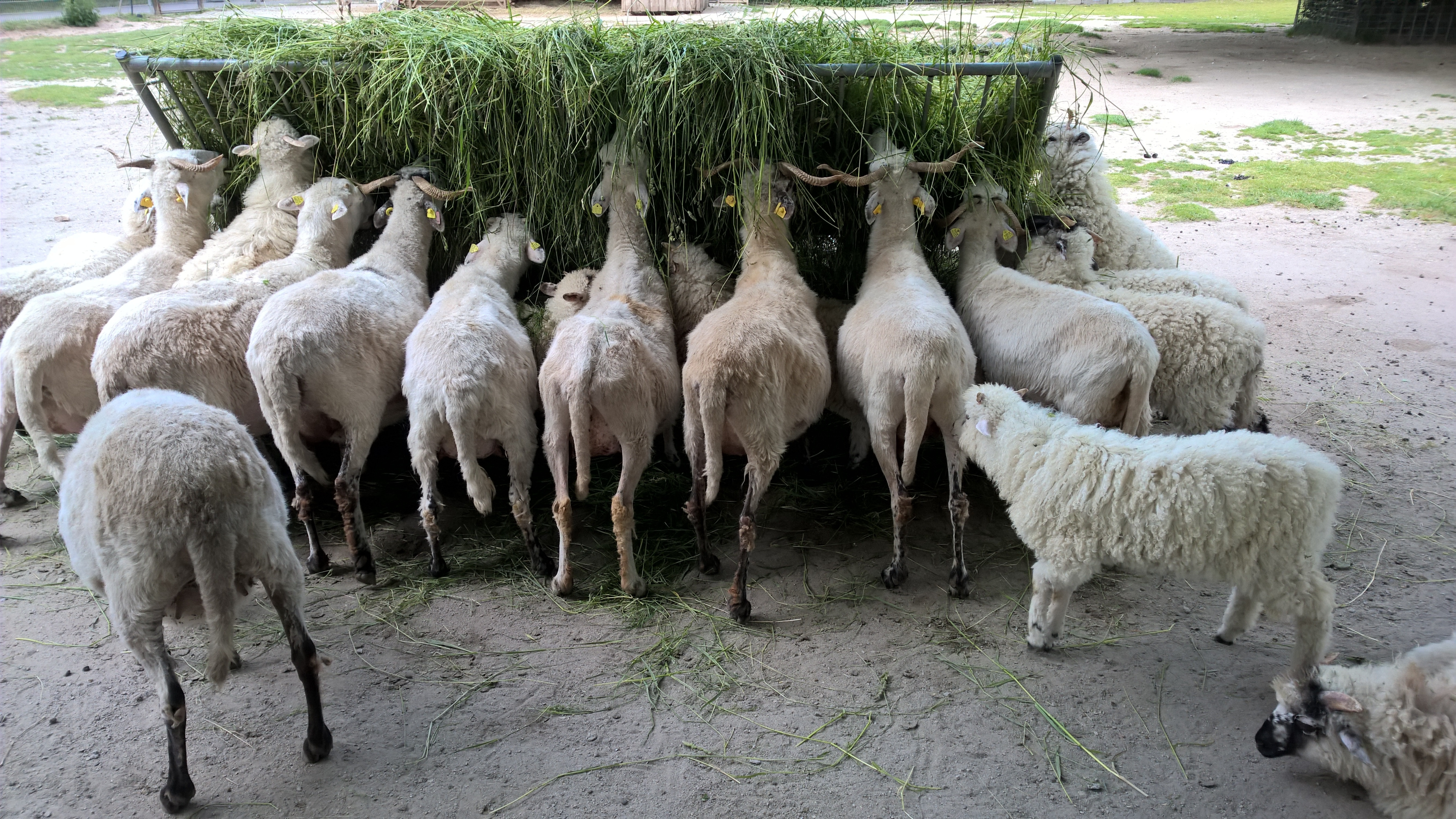 herd of goat