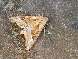 brown moth thumbnail