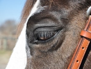 brown and white horse thumbnail