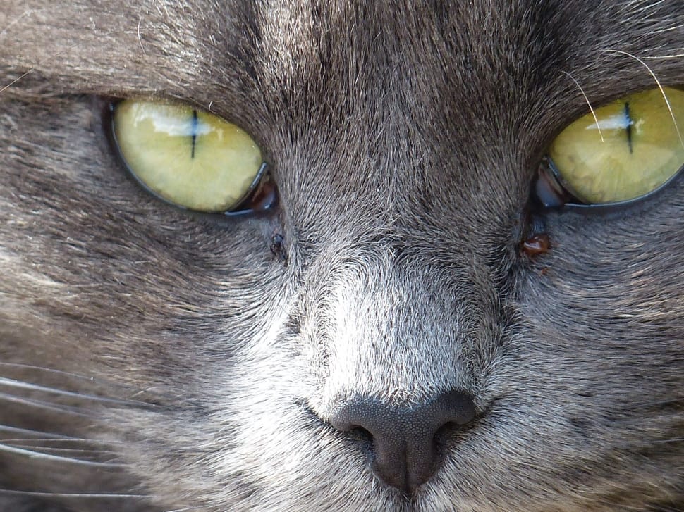 russian blue cat preview