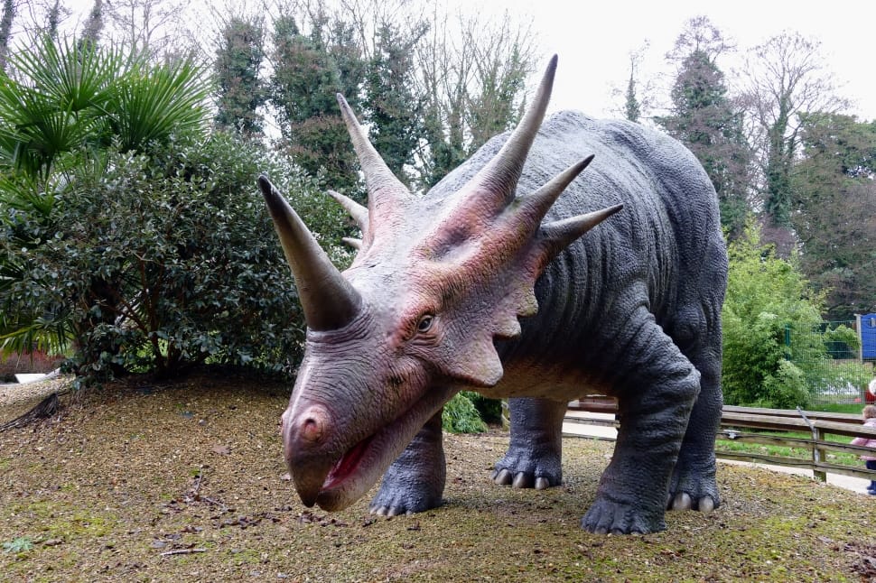 grey triceratops statue free image | Peakpx