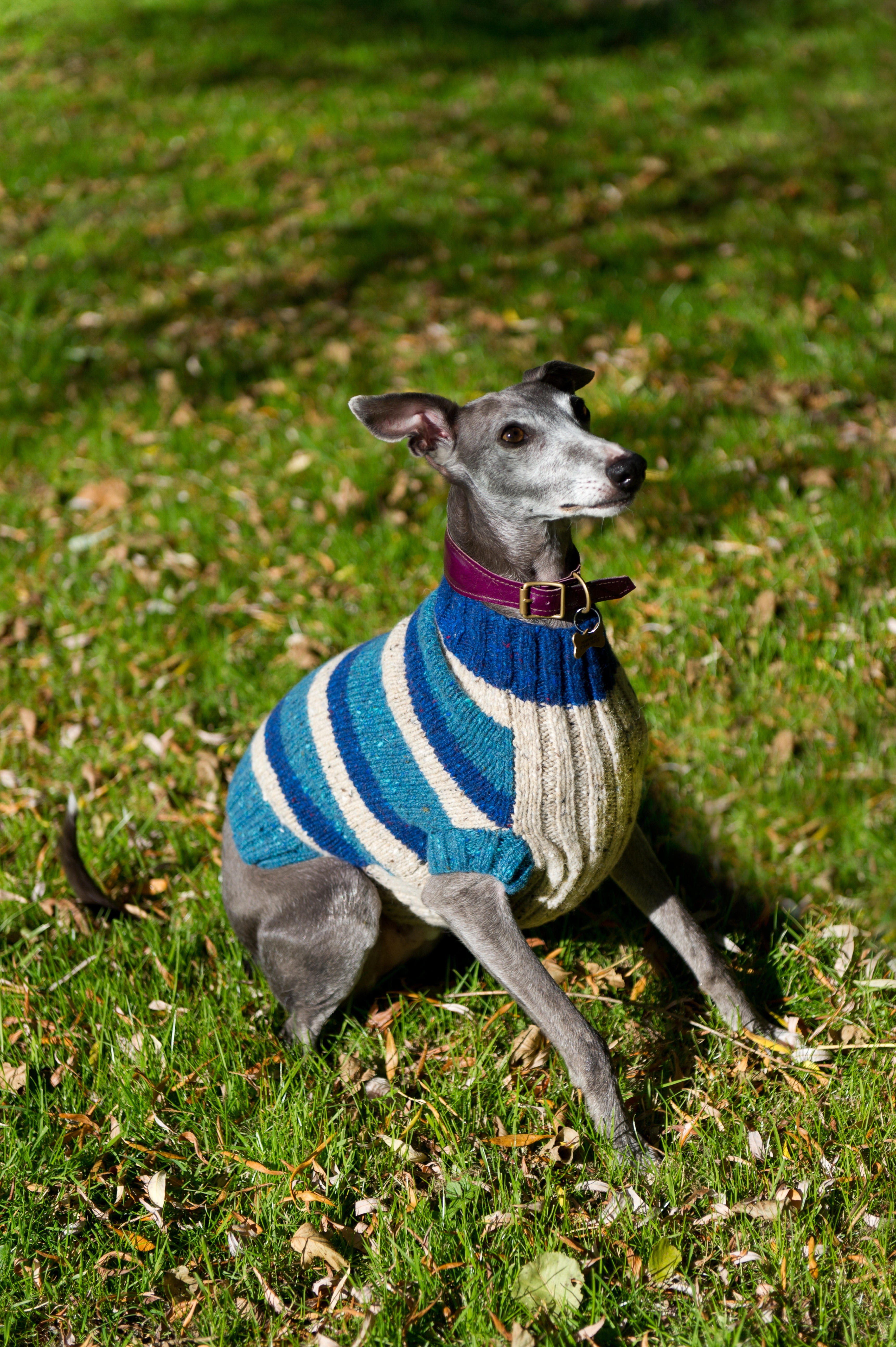 grey and white short coated medium size dog