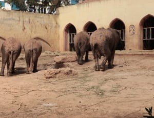 4 elephants thumbnail
