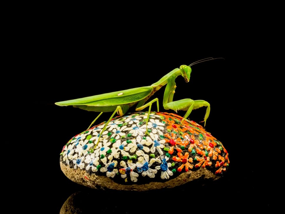 green grasshopper preview