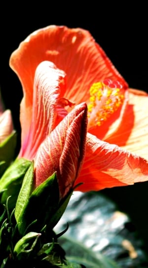 close up photo of red hibiscus thumbnail