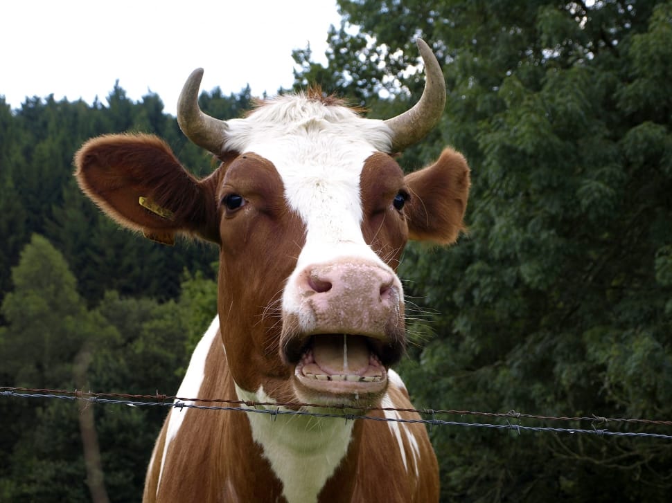 brown and white coated cow standing near steel fence during daytime preview