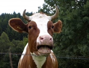 brown and white coated cow standing near steel fence during daytime thumbnail