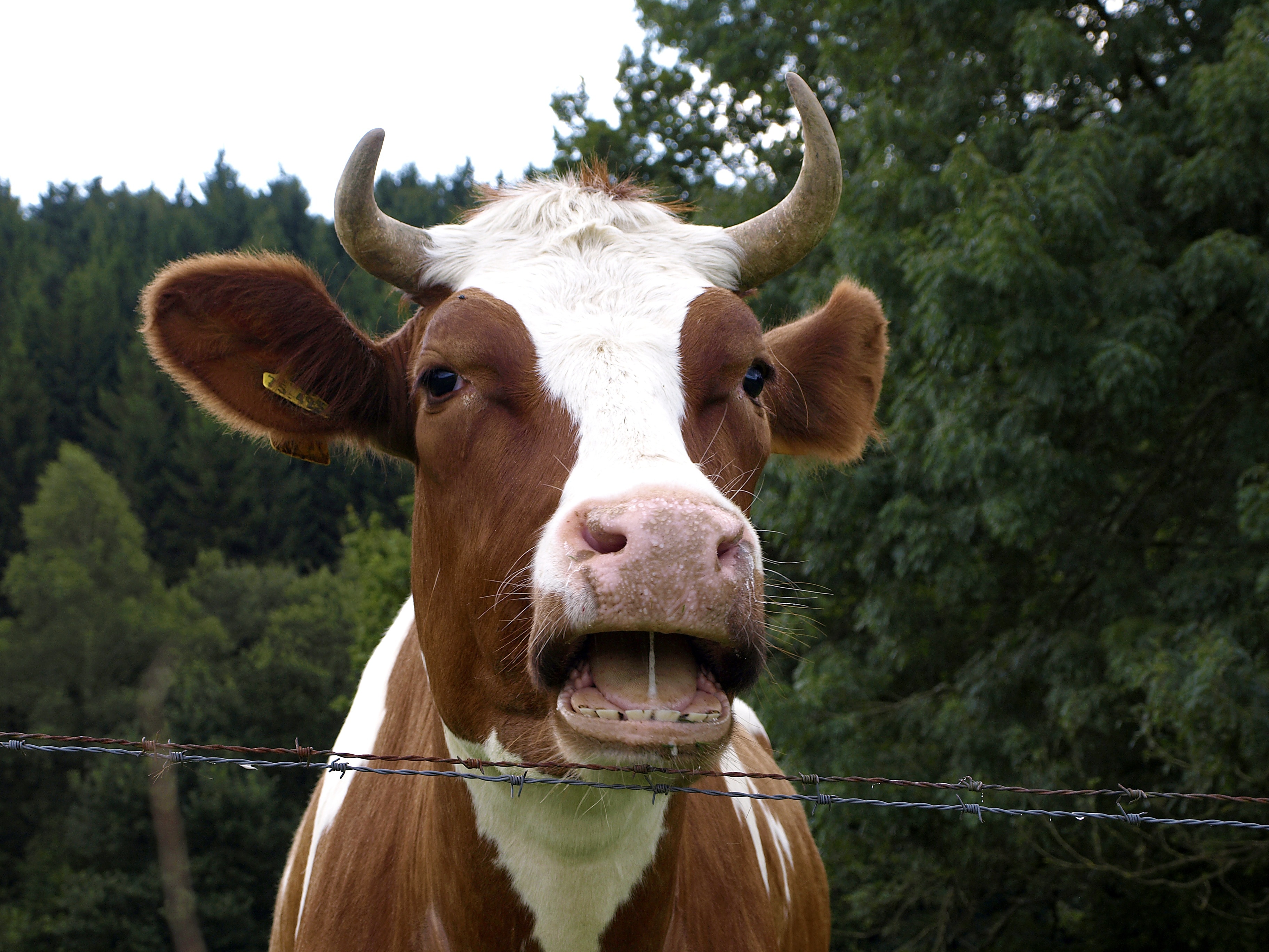 brown and white coated cow standing near steel fence during daytime