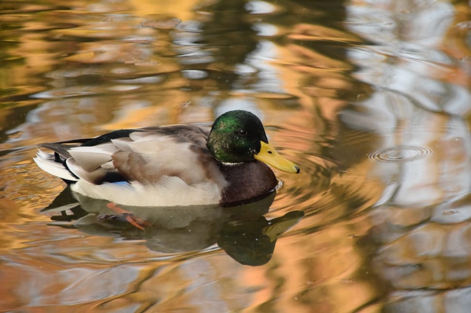 white and gray duck preview
