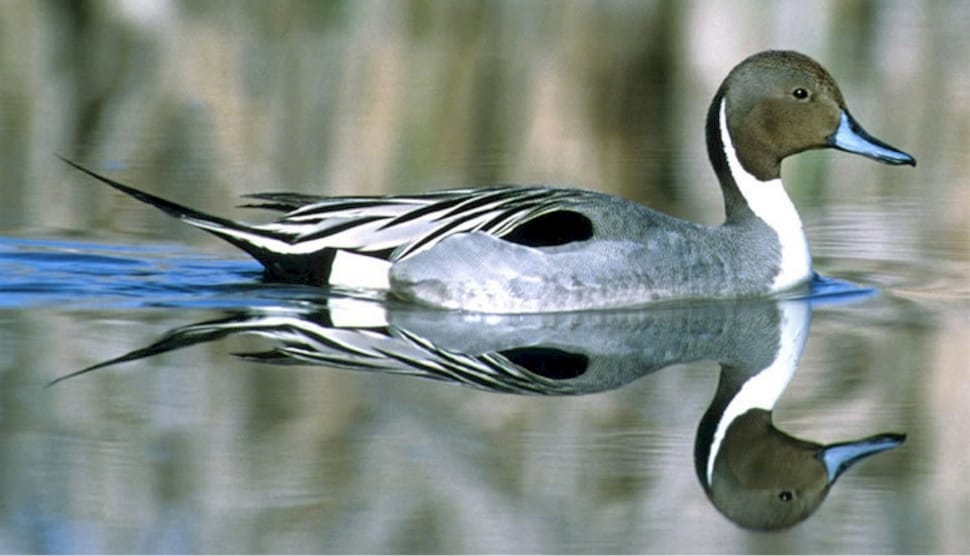 black,white, and gray duck on water preview