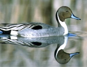 black,white, and gray duck on water thumbnail