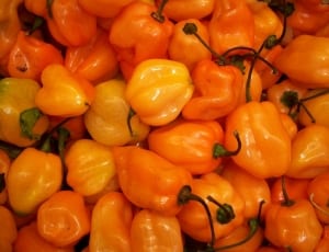orange bell peppers lot thumbnail