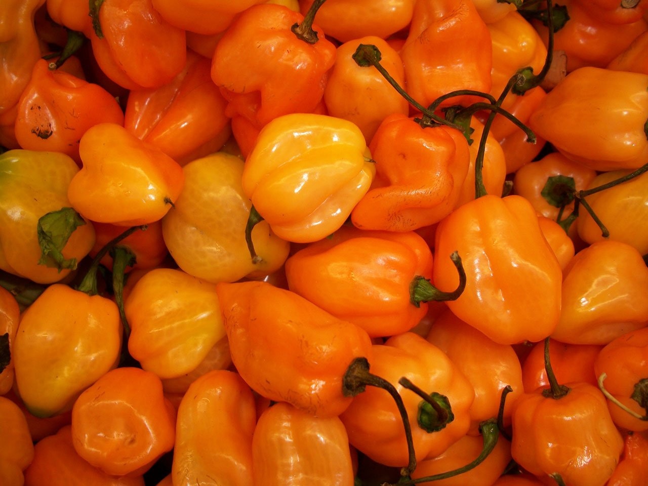orange bell peppers lot