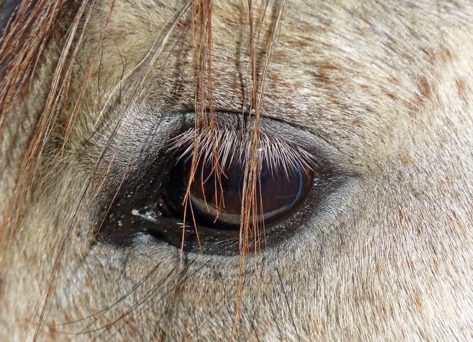 brown animal eye preview