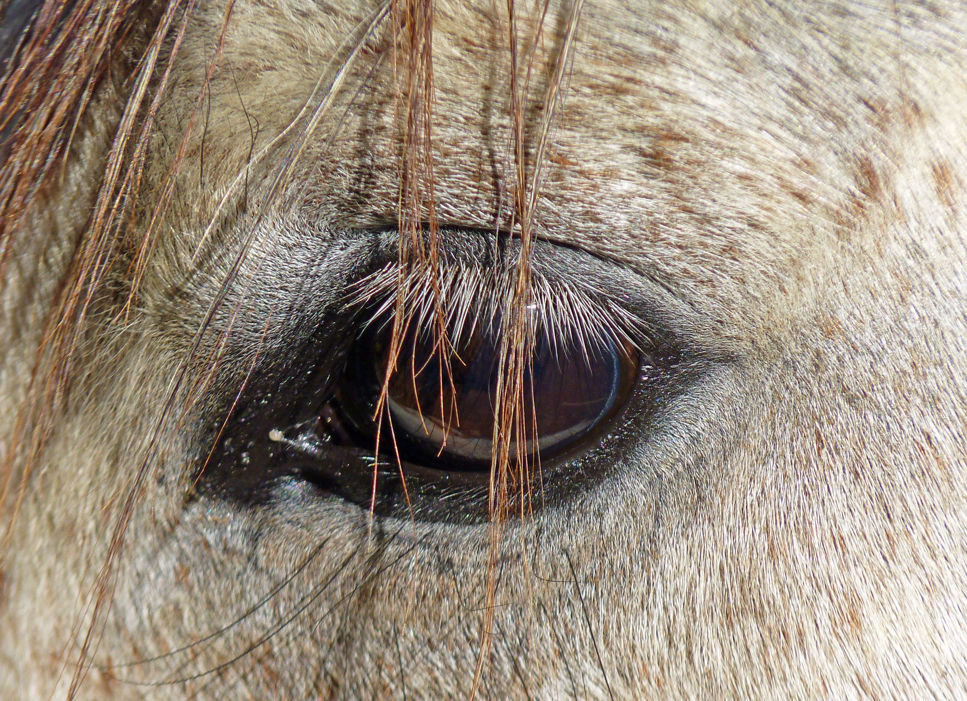 brown animal eye