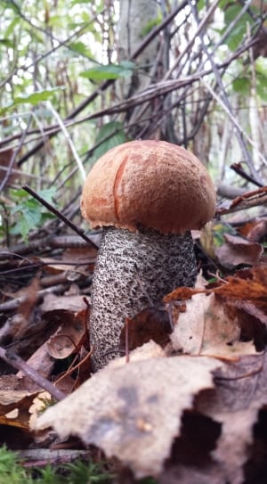 brown and grey mushroom thumbnail