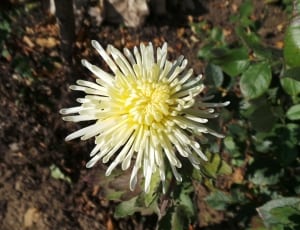 white and yellow cluster petaled flower thumbnail