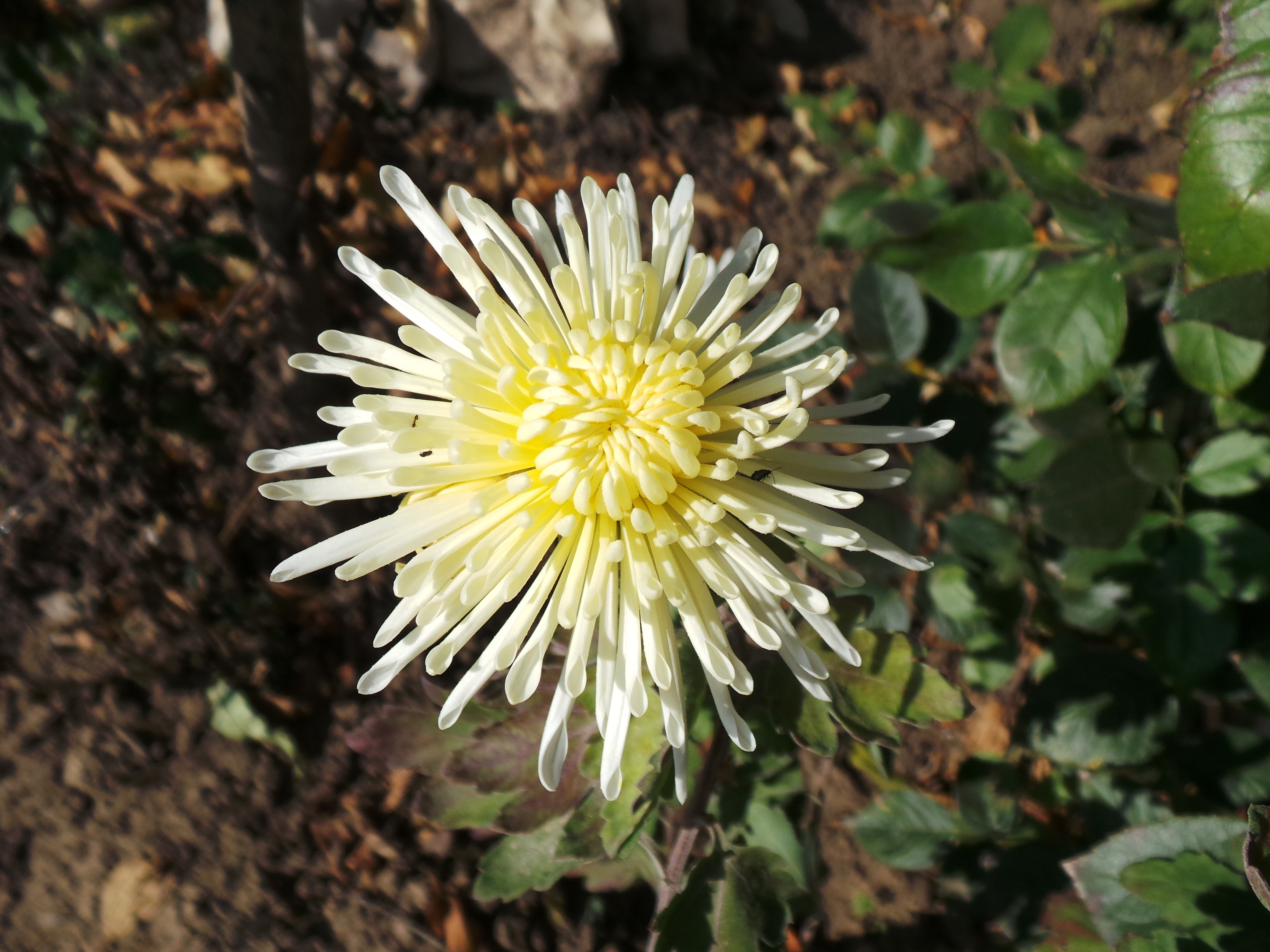 white and yellow cluster petaled flower