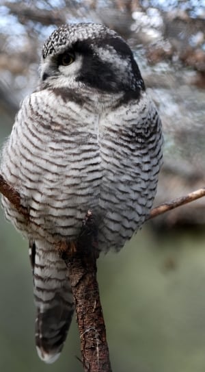 gray and black owl thumbnail
