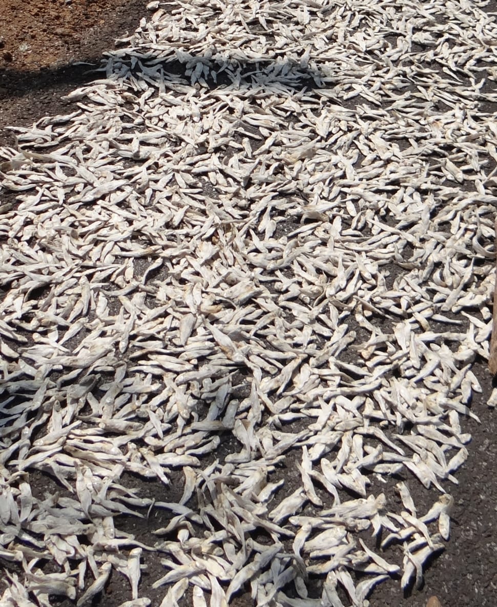 white dried fishes lot preview
