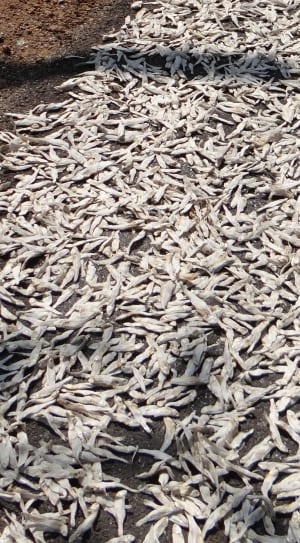 white dried fishes lot thumbnail