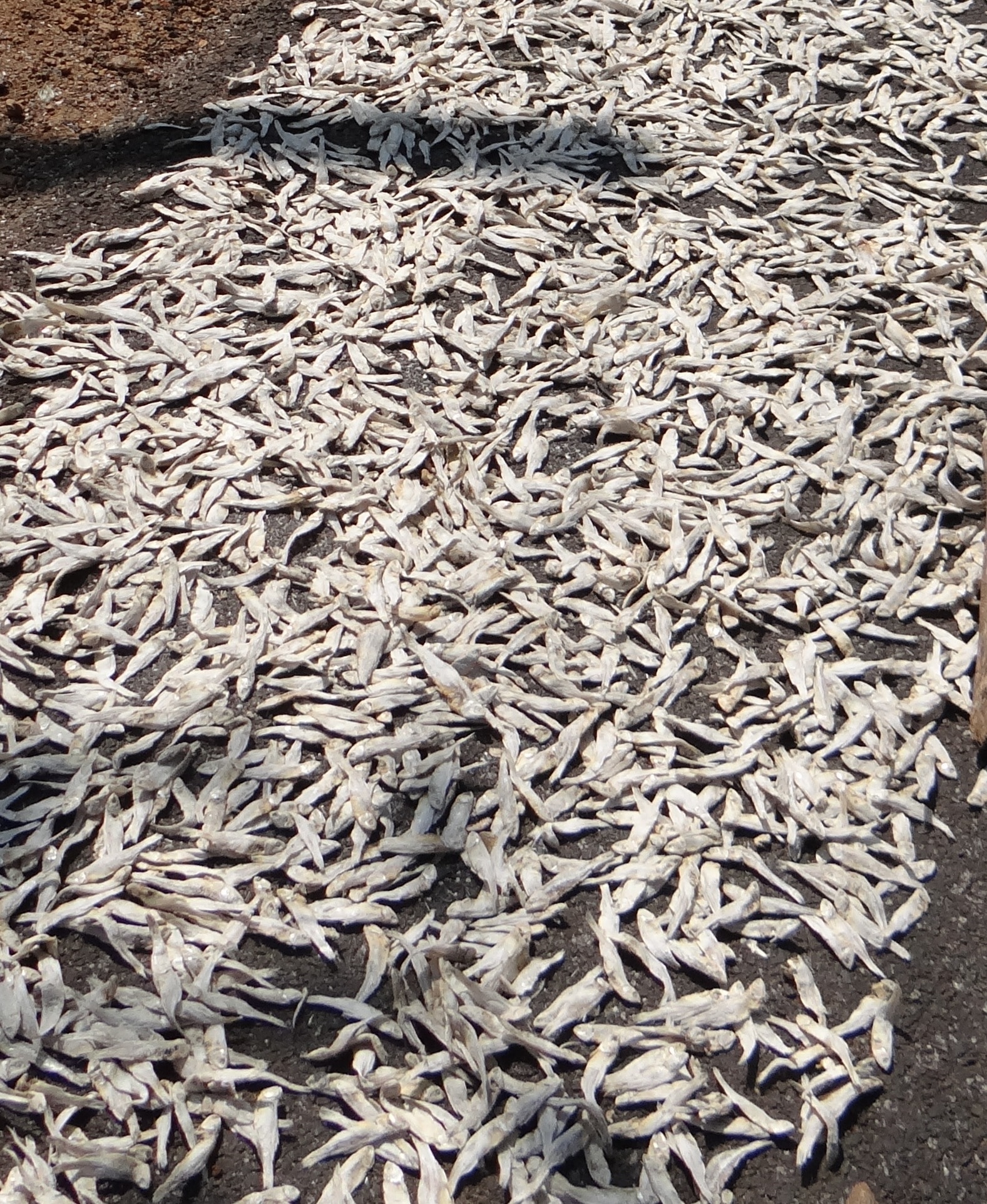 white dried fishes lot