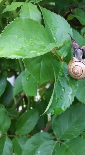 snail on green tree with dewdrops during daytime thumbnail