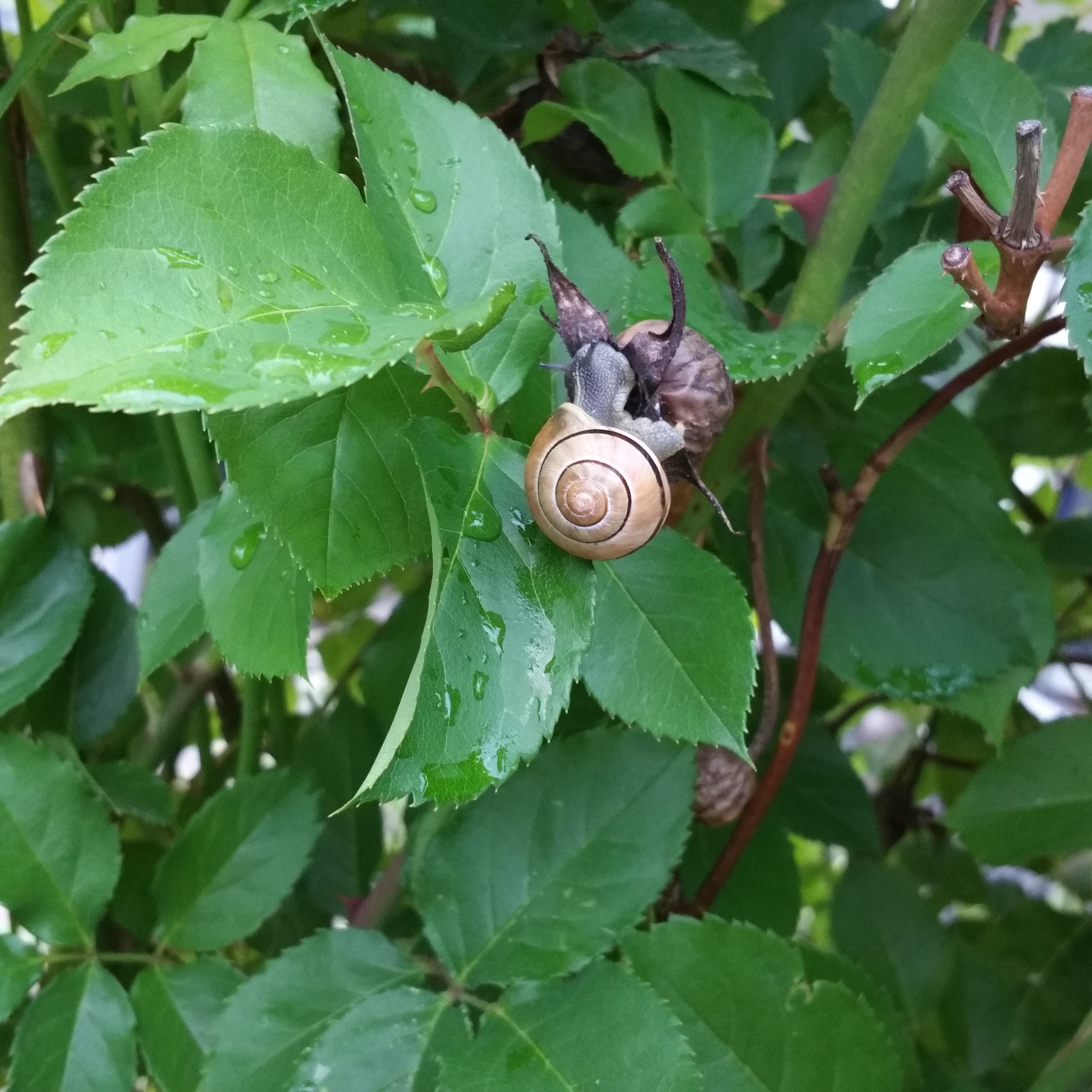 snail on green tree with dewdrops during daytime