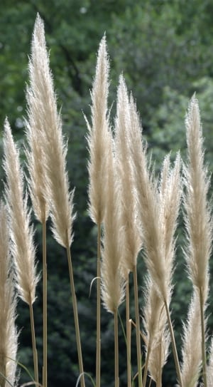 white fountain grasses thumbnail