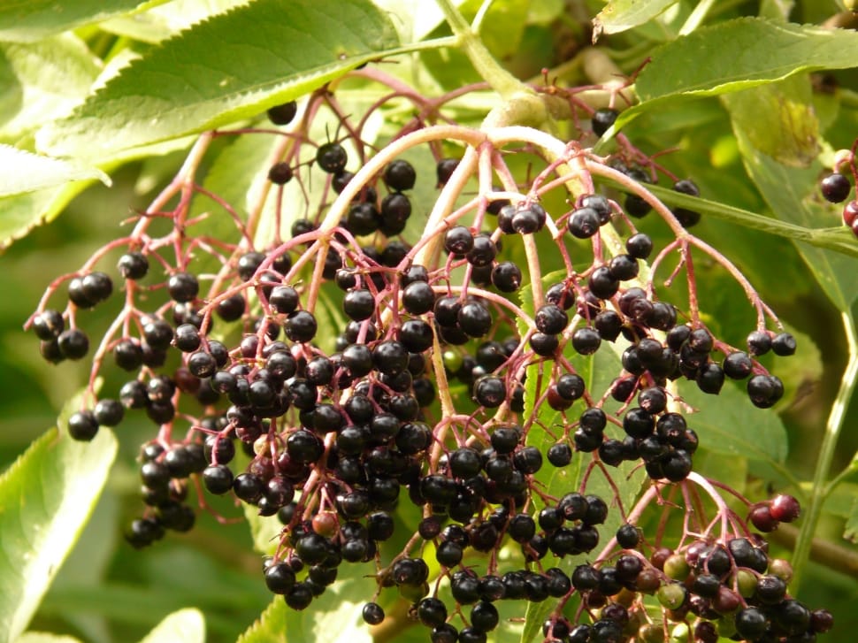 black berries preview
