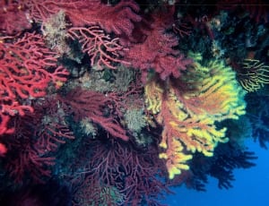 red yellow and green coral plant thumbnail